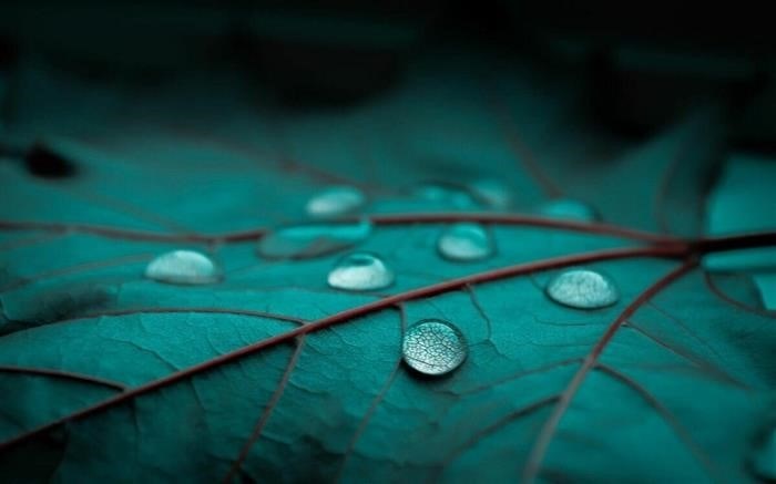 Bokeh-Drops-Leaf-Leaves &lt; Span&gt; Если характеристики бурения изменяются (например, меняется глубина воды), владелец лицензии должен сообщить об этом лицензирующему органу и внести соответствующие изменения в документацию.