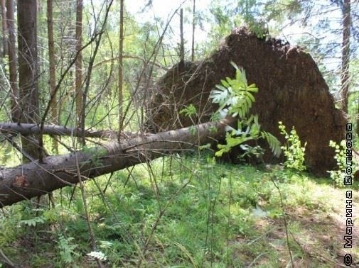 Те, кому не все равно: как экологические активисты борются за сохранение природы