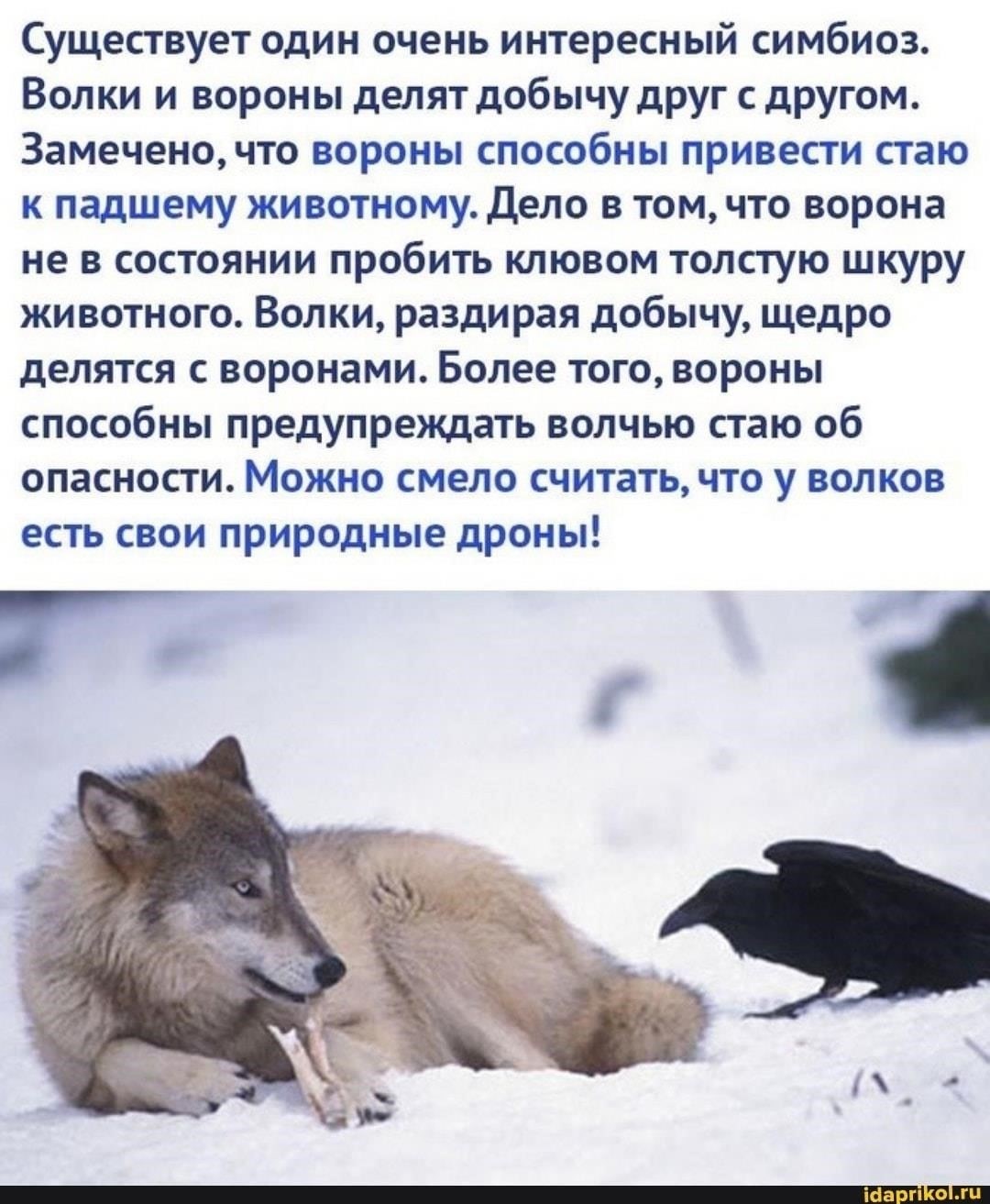 В полной версии этой истории ворон представлен как разумное существо, которое каким-то образом оказывается вовлеченным в необычную ситуацию, отражающую человеческие проблемы, сочетая поведение животных с социальными комментариями людей. Эти элементы сделали шутку актуальной и еще более забавной для аудитории, знакомой с жизнью Эстонии и особенностями ее городской и сельской среды.